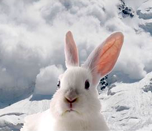 rabbit avalanche