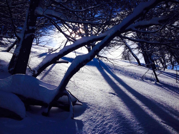 Add yourself into this image digging a deep, trenching turn.  Lenga tree forest today.