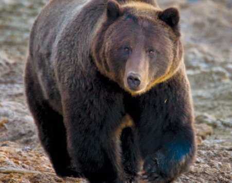 A Yellowstone National Park Grizzly Bear. photo: national park service