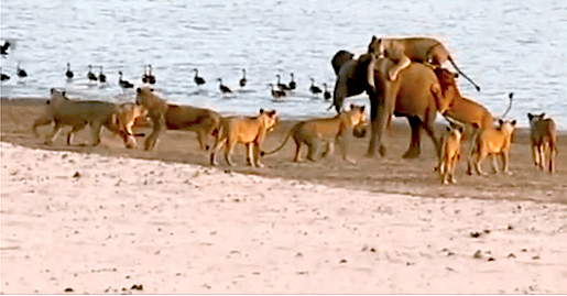 baby elephant fighting lions