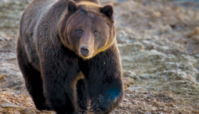 grizzly, A Yellowstone National Park Grizzly Bear. photo: national park service