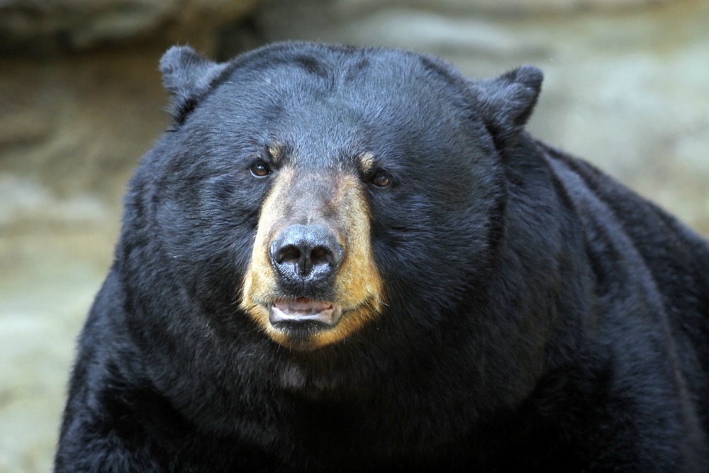 Black bear.