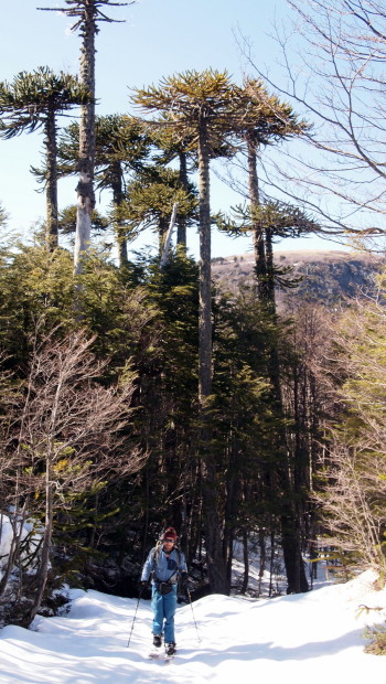 Monkey puzzle tree trail