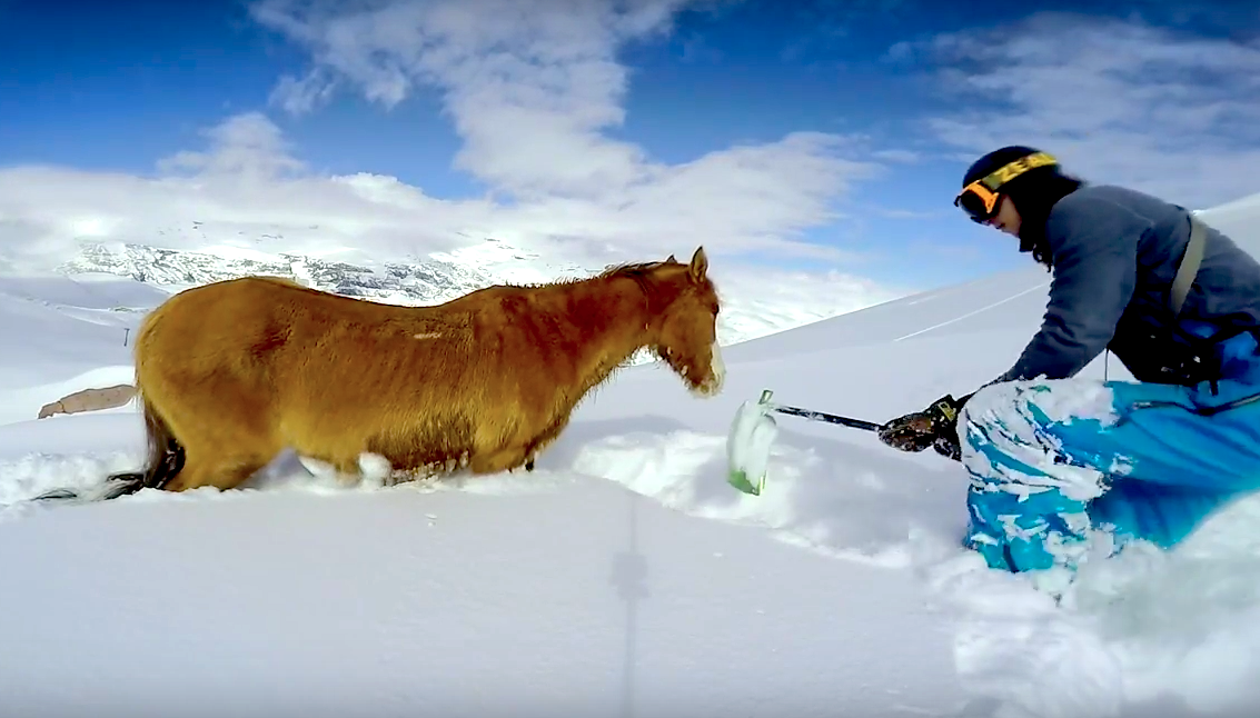 horse stuck