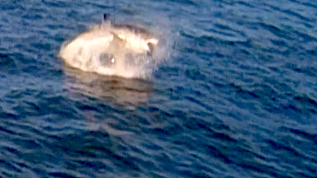 breaching great white shark in san francisco bay, alcatraz, california.