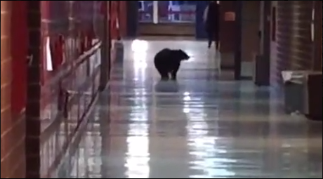 black bear in bozeman high school montana