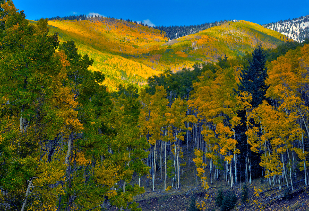 Santa Fe National Forest, New Mexico.