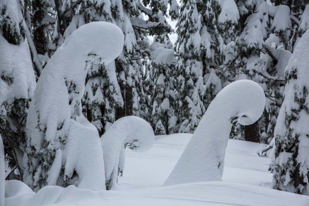 Bachelor trees