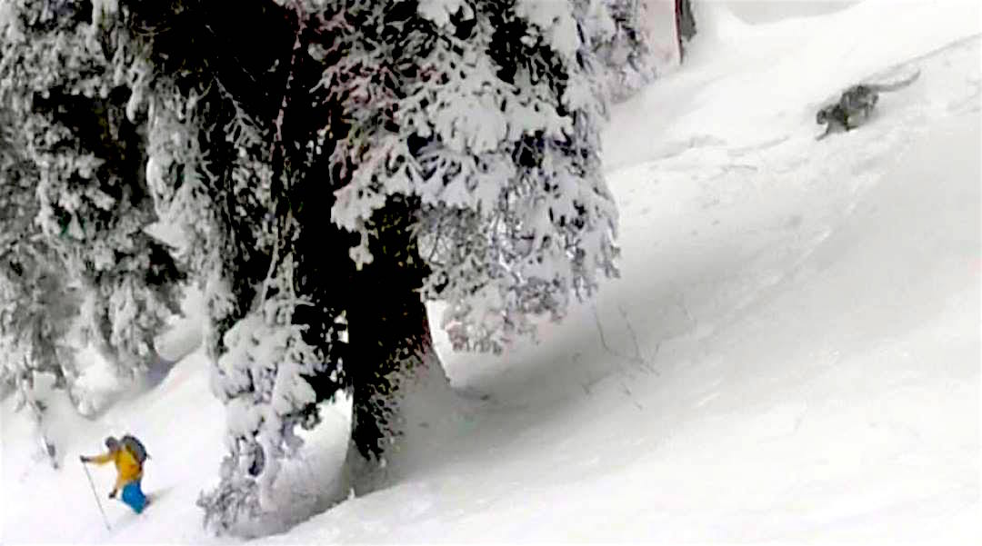 skiing with a snow leopard in india