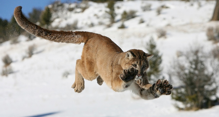 mountain lion