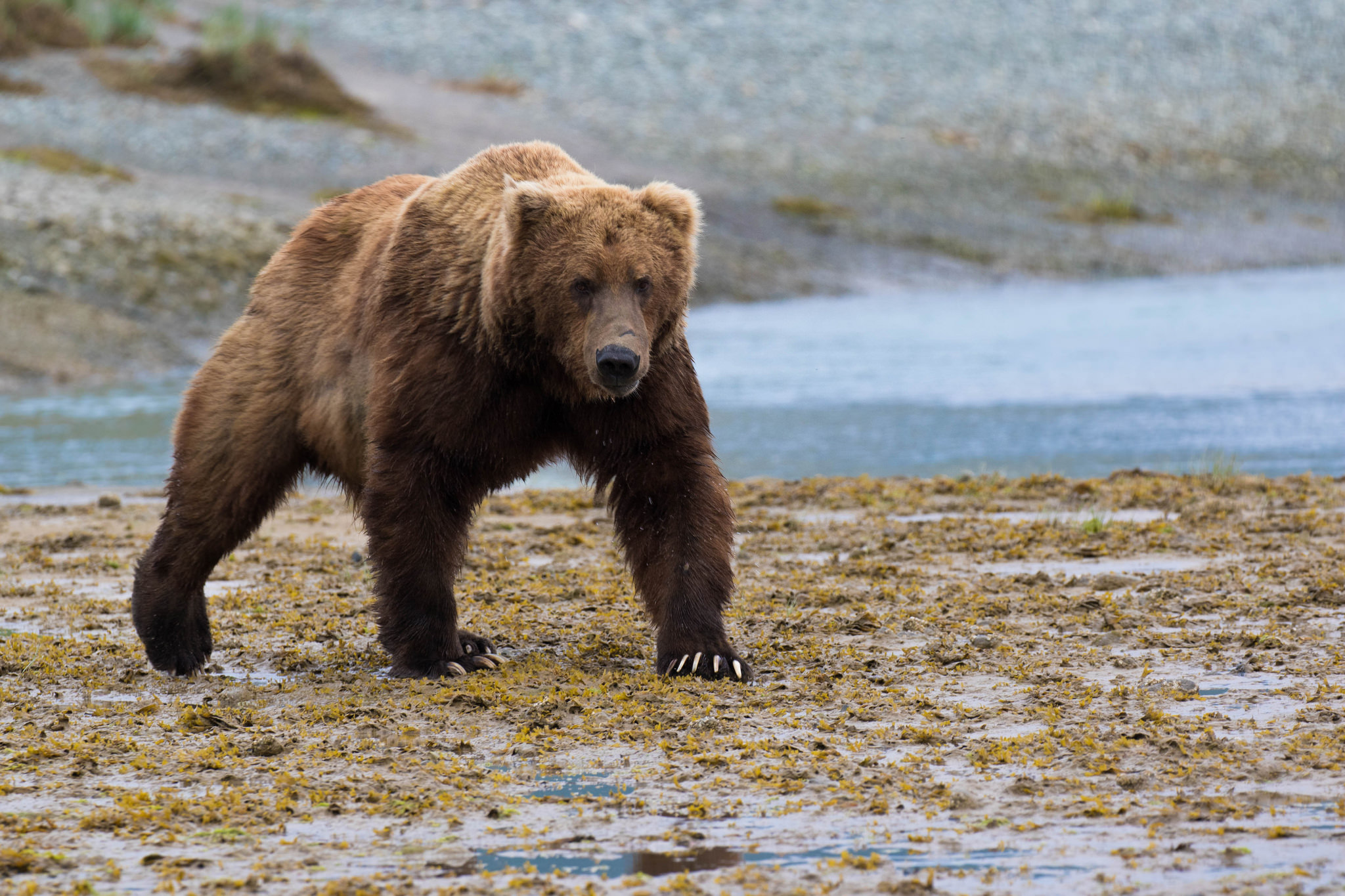 grizzly, attack, alaska