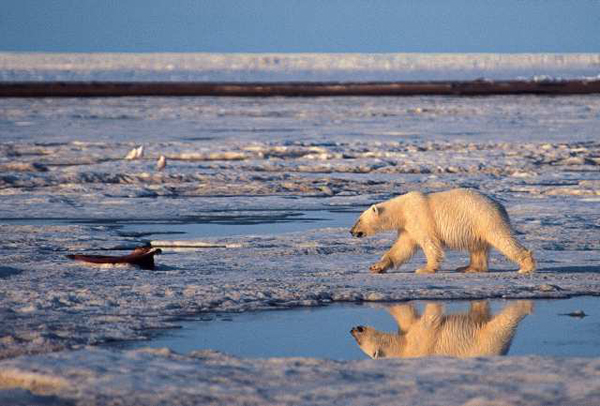 noaa, climate, state of the climate 2017