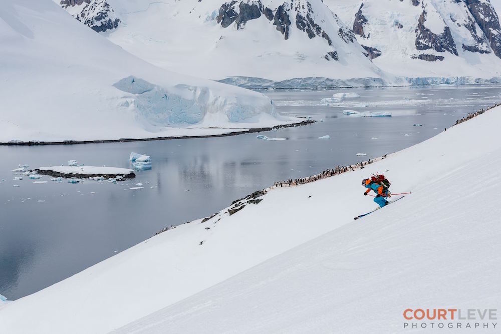 Mountain Guide Miles Clark skiing with penguins. image: Court Leve/Ice Axe Expeditions 