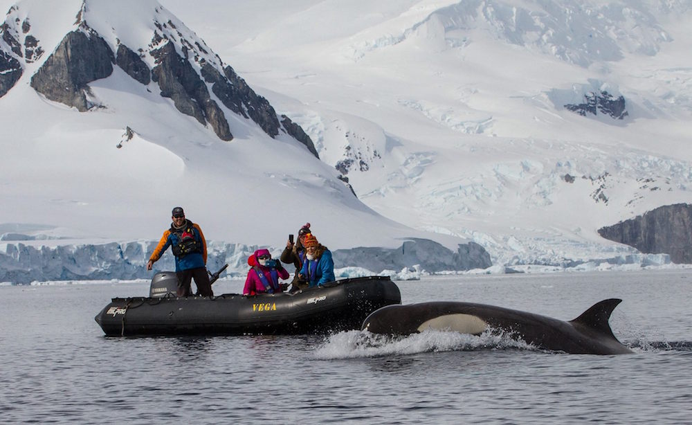 Orcas up close. image: christian geissler