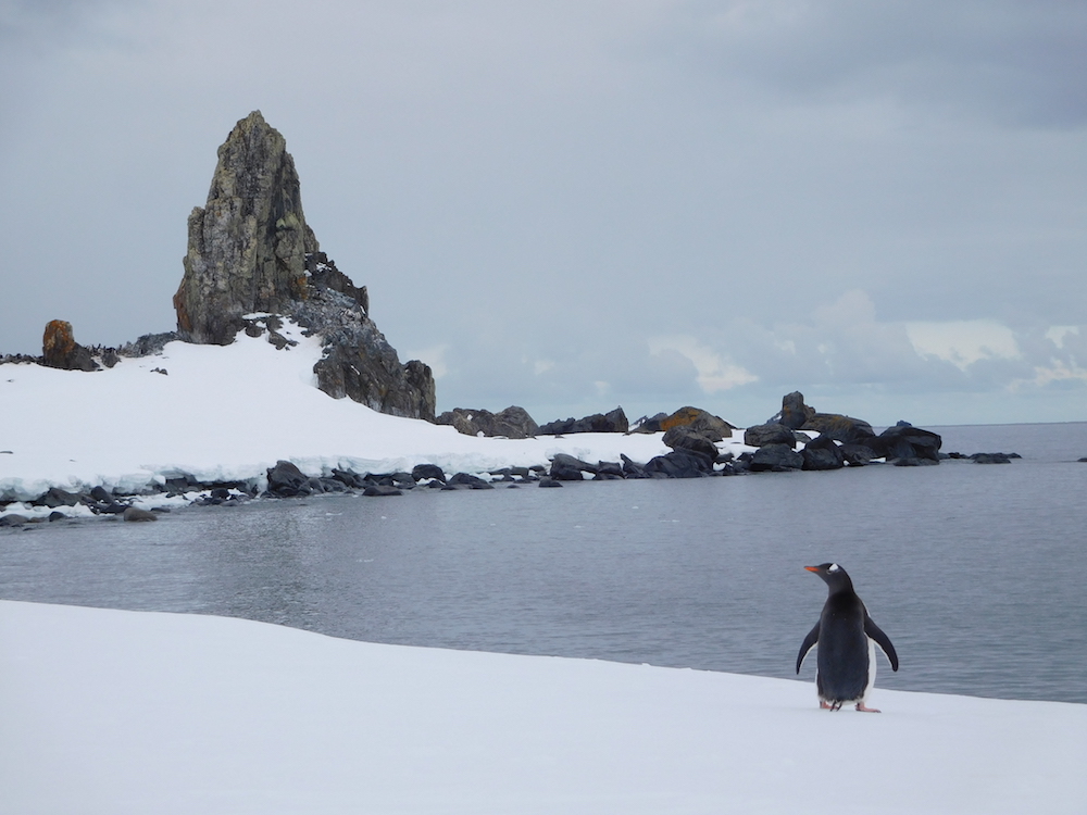 Gentoo penguin. photo: miles clark