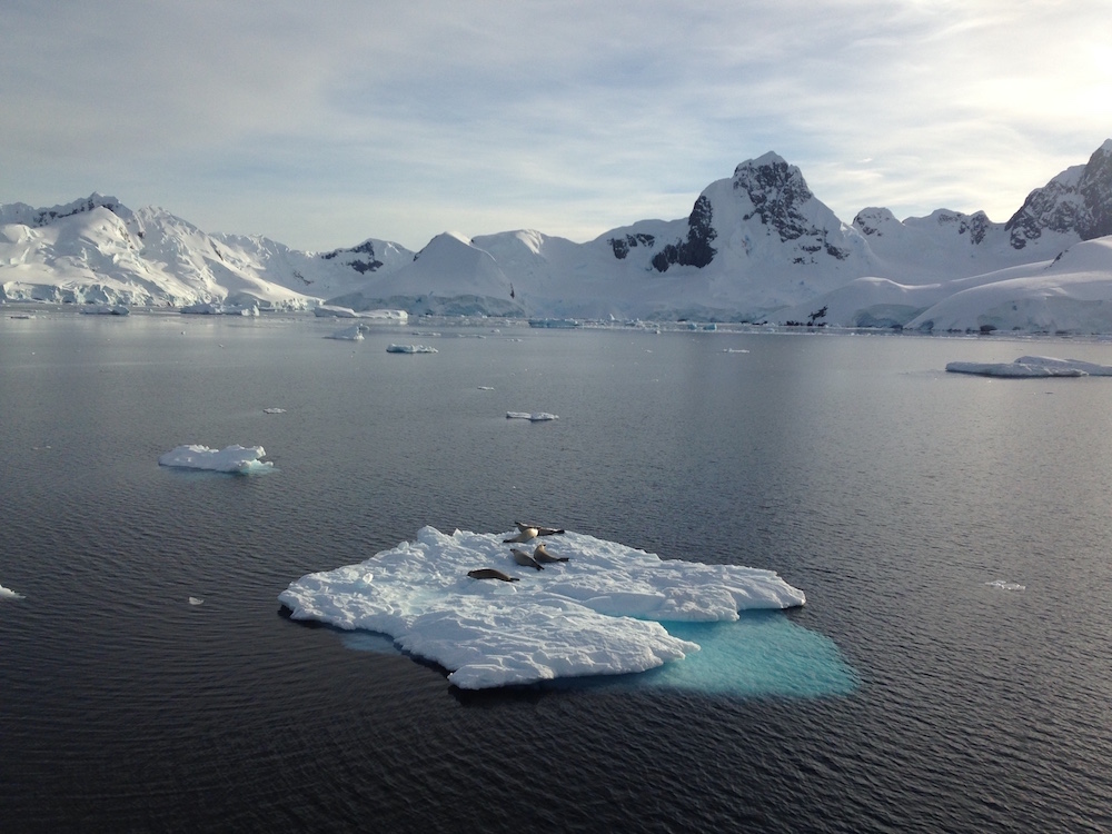 Seals! image: theresa