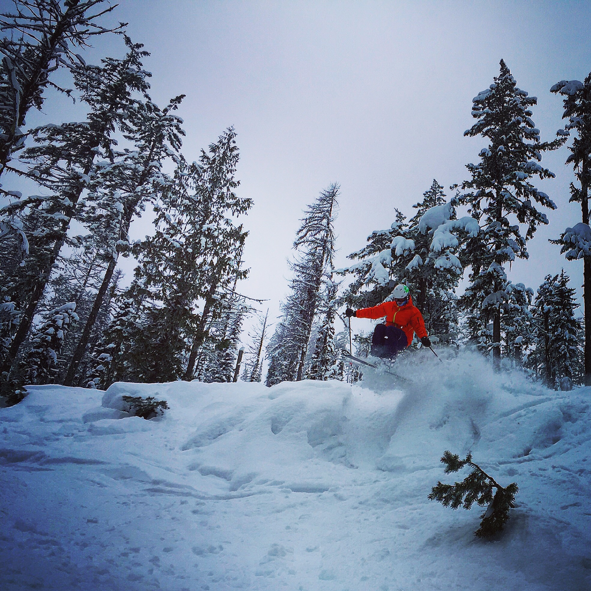 Powder in War Eagle trees