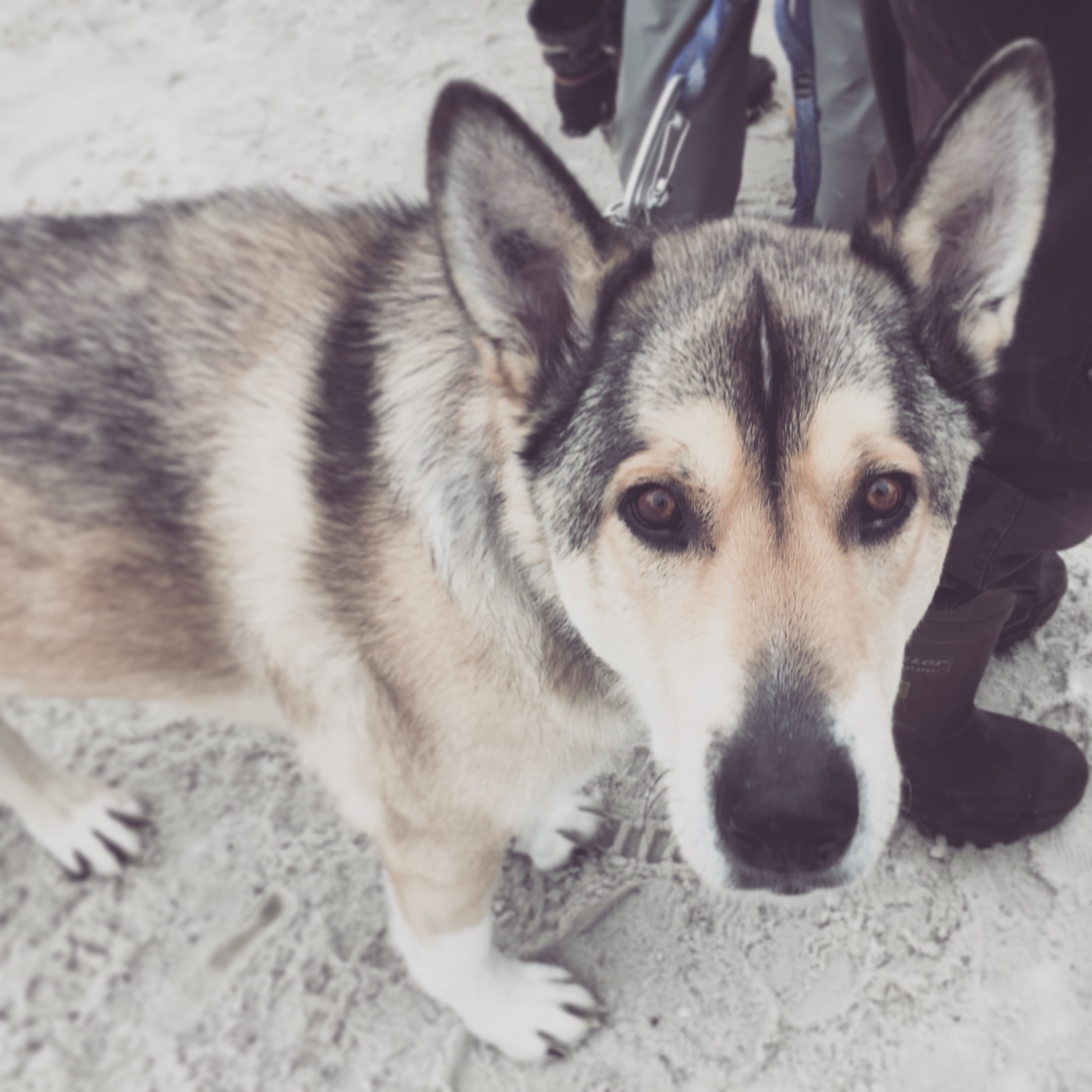 Strider enjoying the winter carnival.