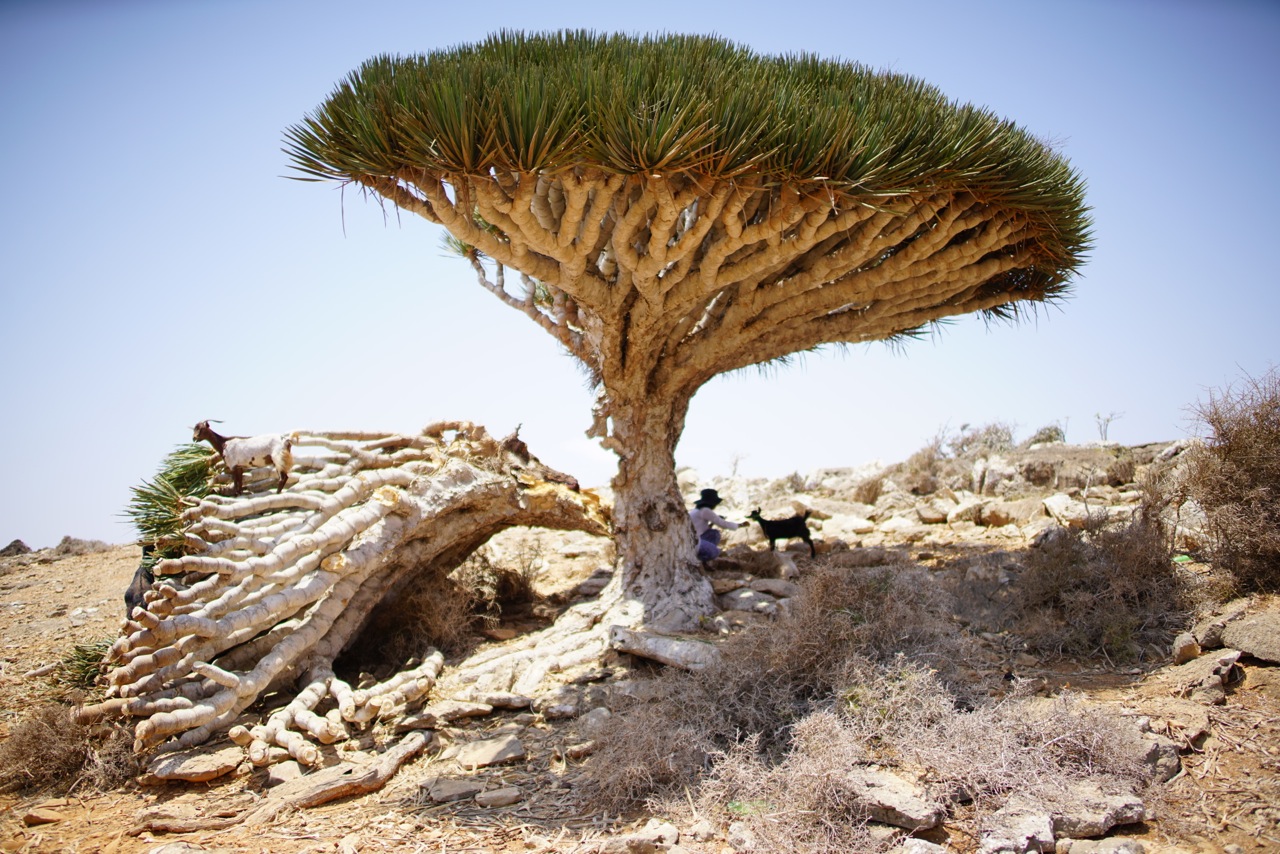 Dragon Blood Trees are something to behold.