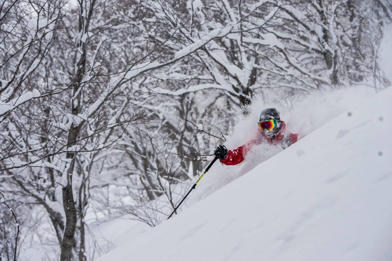 ikon, niseko, mountain collective