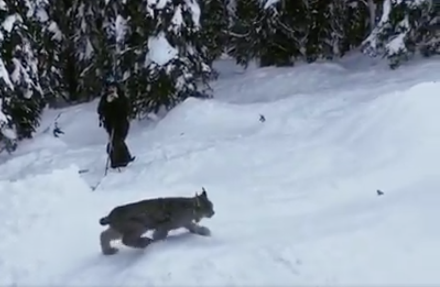 lynx, red mountain, canada, nature, big cat