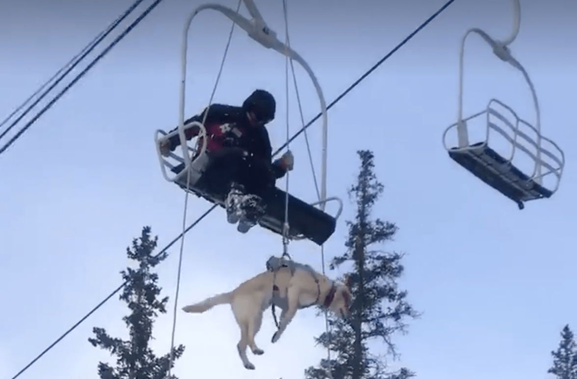 bo, patrol dog, lift evacuation, video