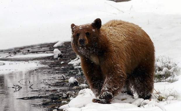 black bear, bear, tahoe, california, snow, sierra nevada