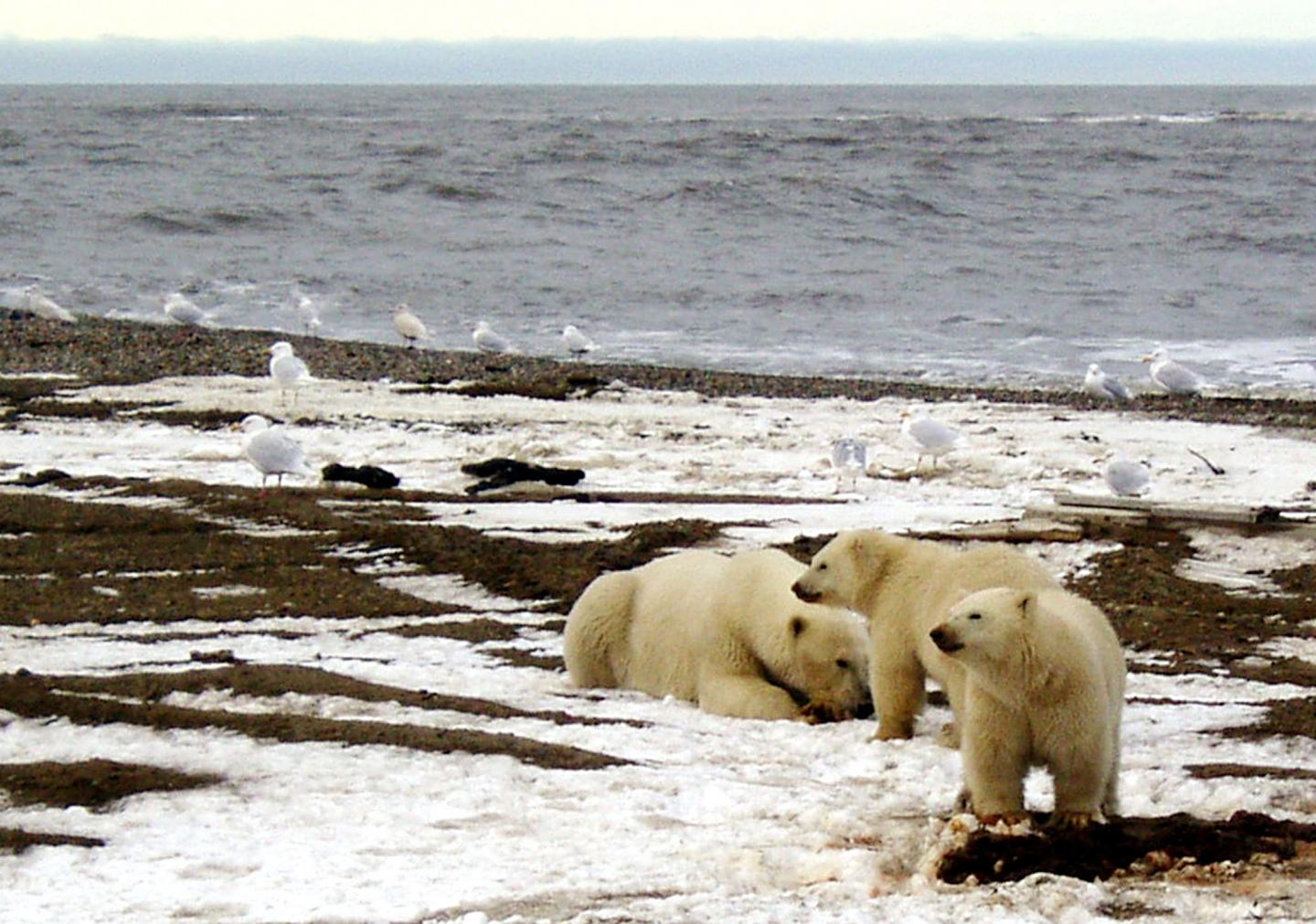 Alaska, population shrinking