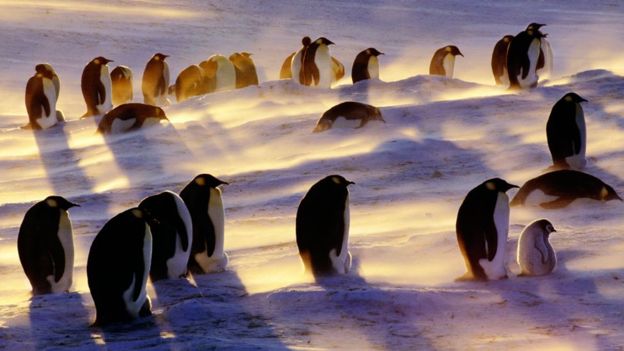 antarctic