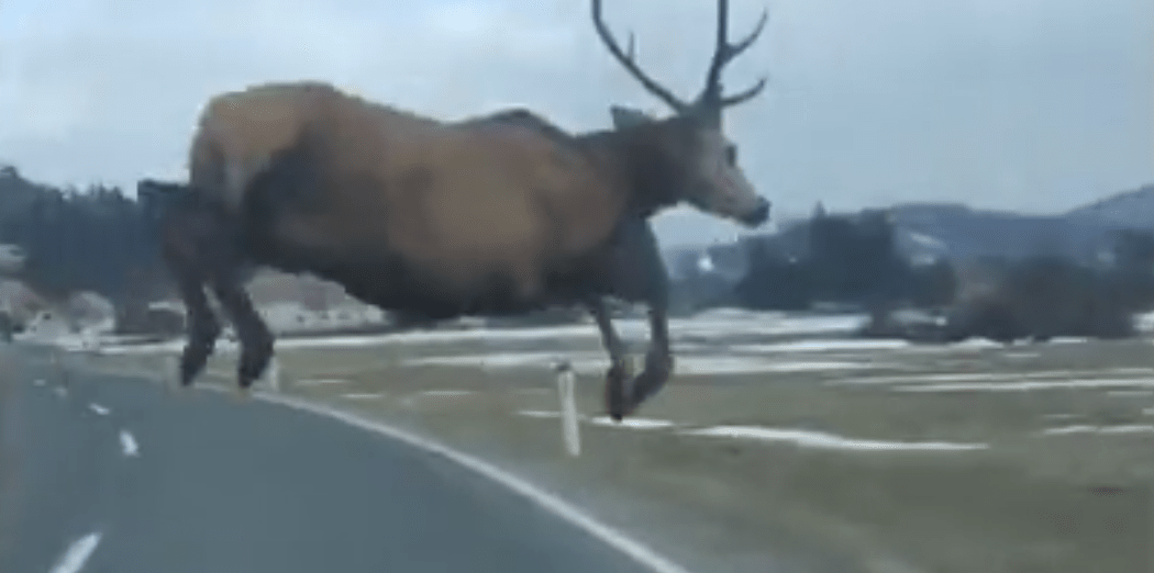 elk