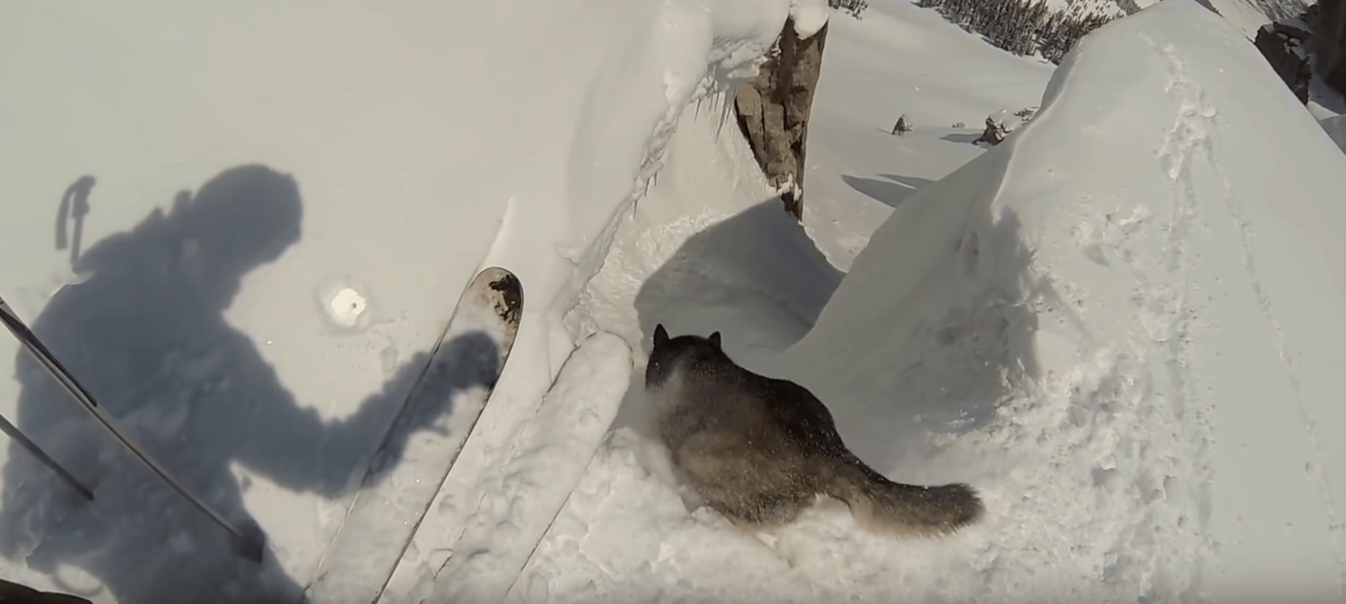 sorbets couloir, Jackson hole, dog