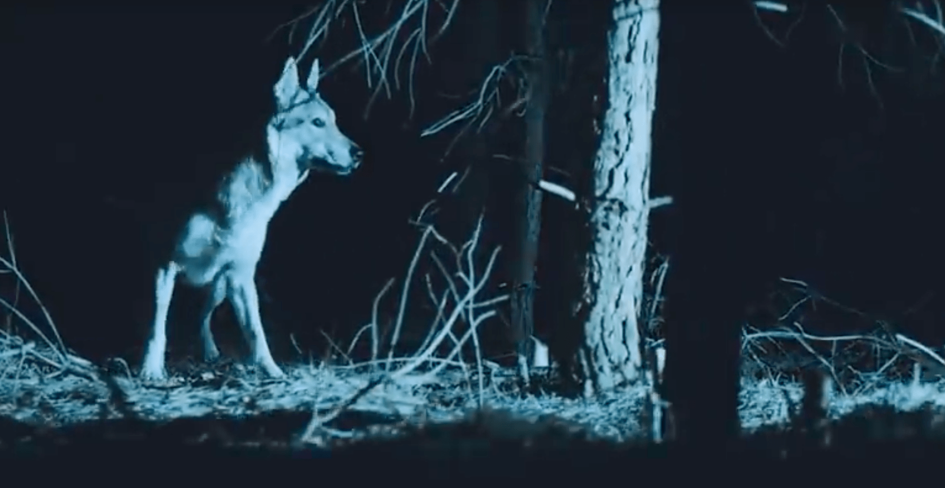 wolves, mountain biking, Poland
