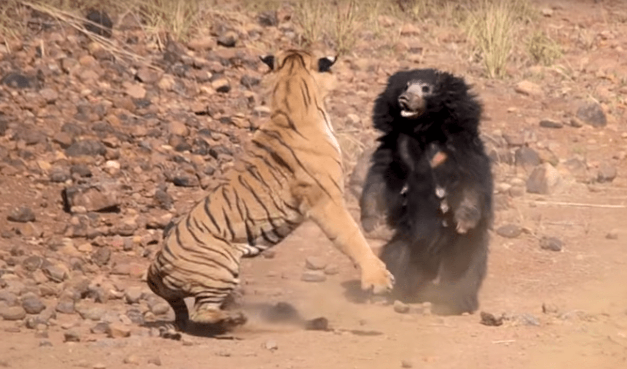 tiger, bear, cub