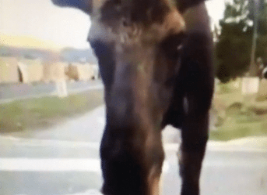 moose