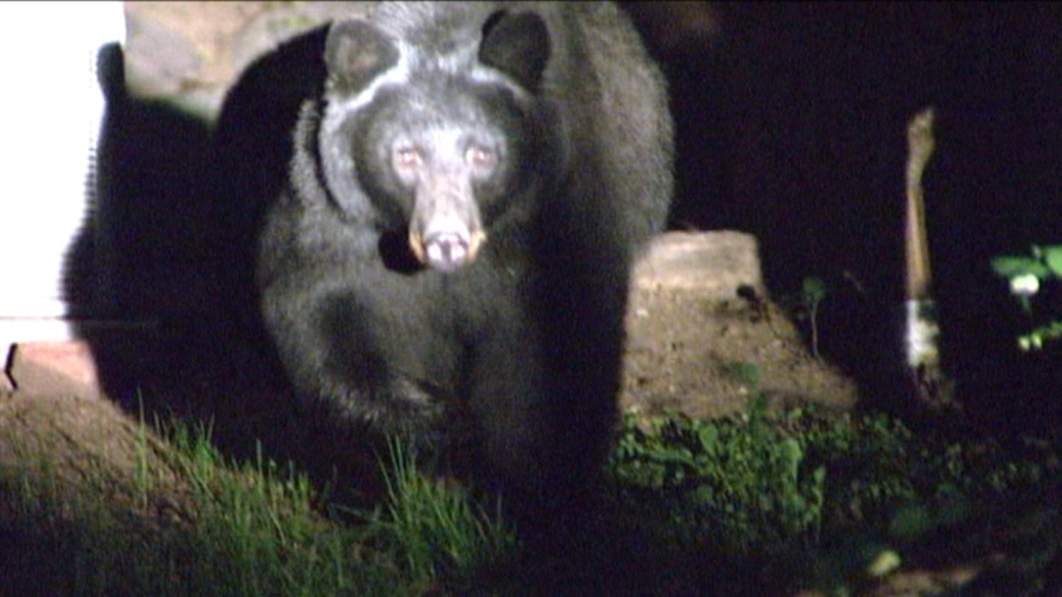 bear, black bear, colorado, attacks girl
