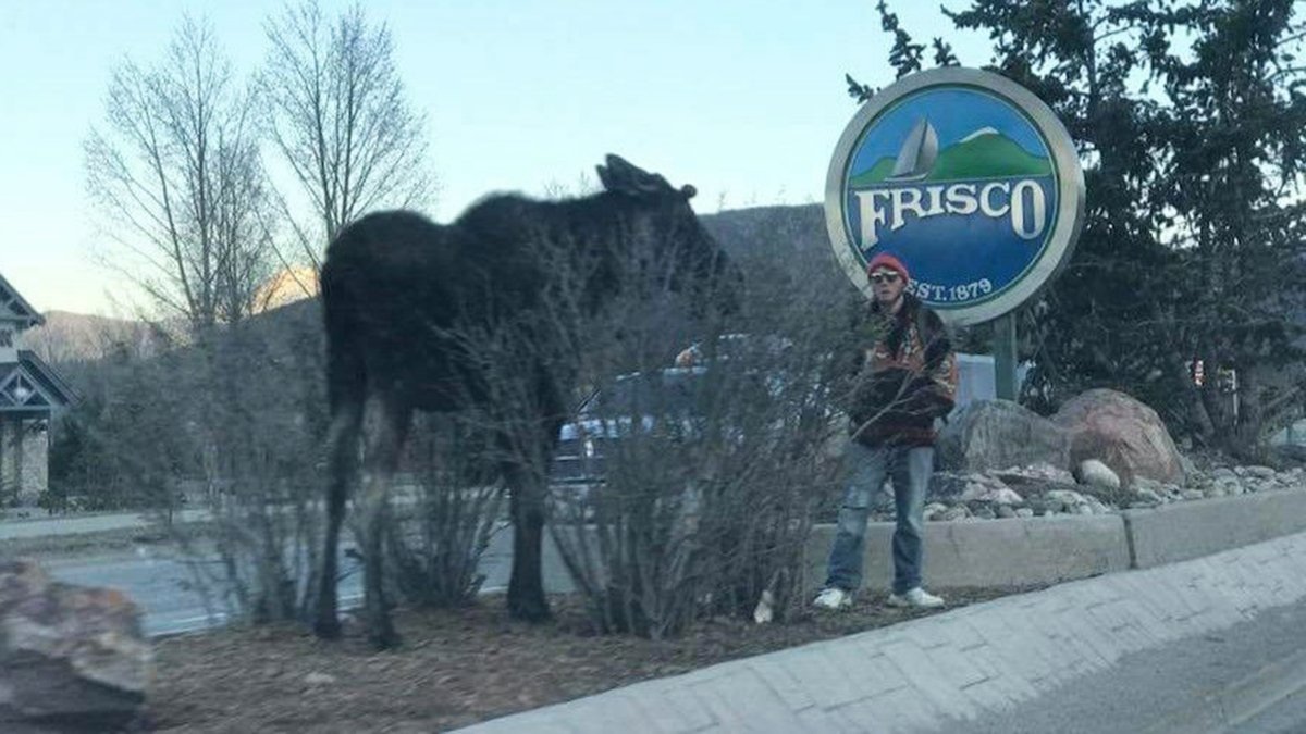 moose