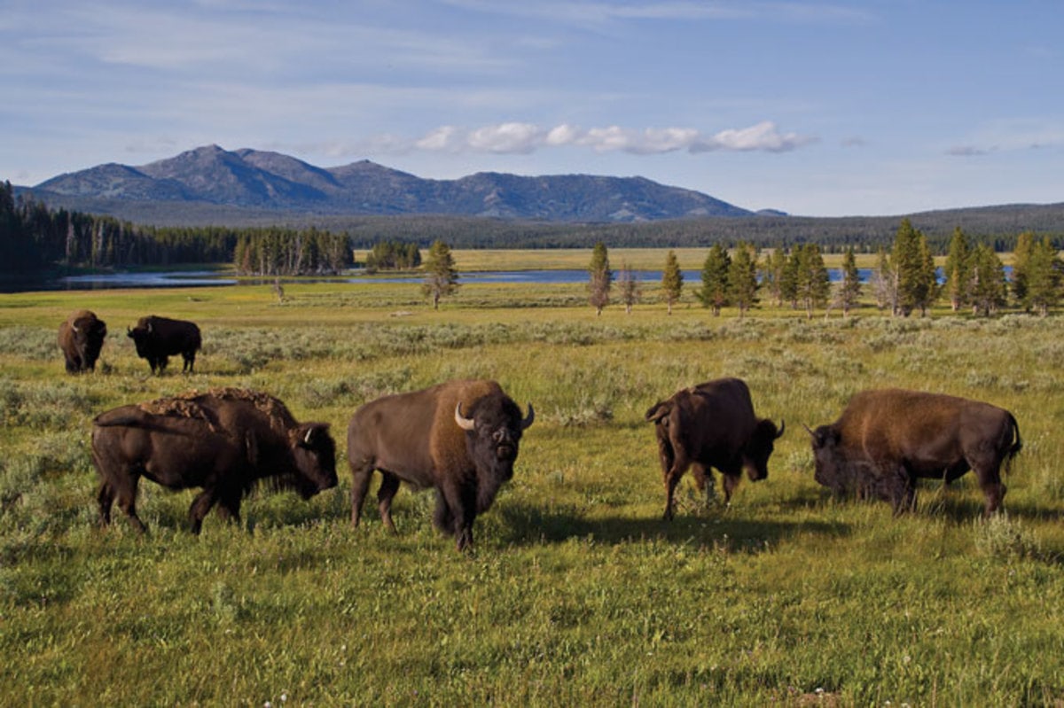 Yellowstone, national park, bison