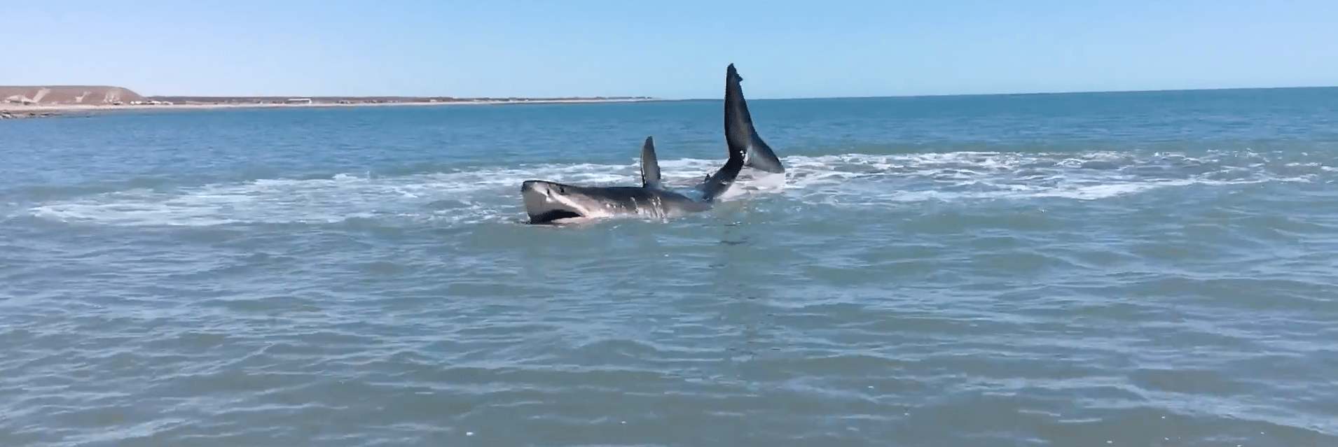 shark, great white, Mexico, stranded, beach