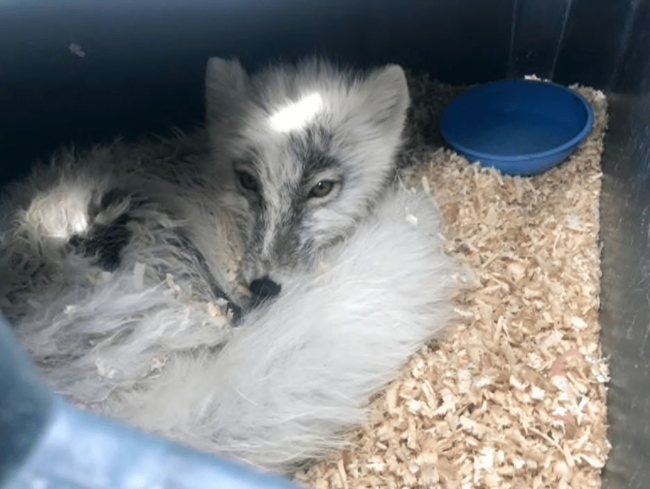 arctic fox