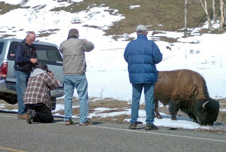 Yellowstone Bison