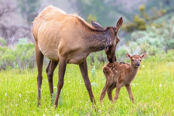 Yellowstone Elk Mother