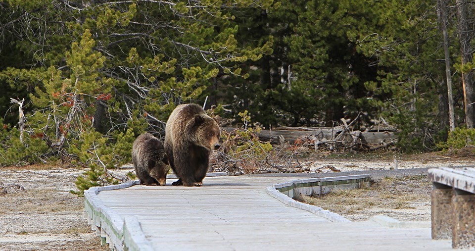 Yellowstone Boardwalk Bears