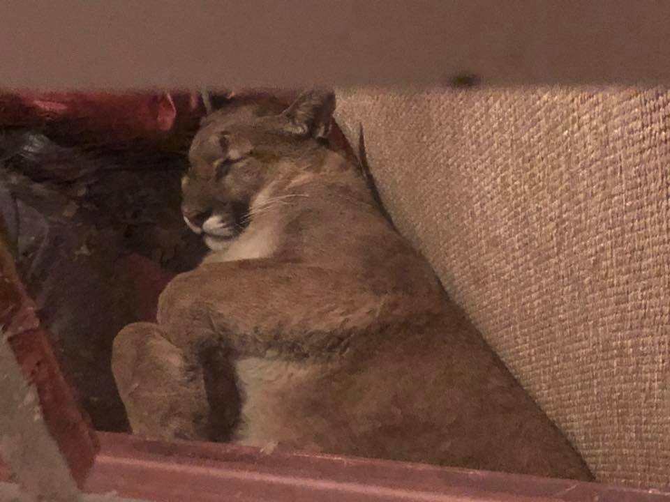 mountain lion, Oregon, chilling