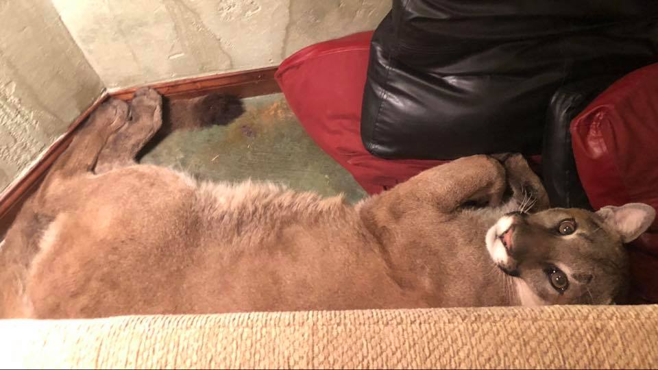 mountain lion, Oregon, chilling