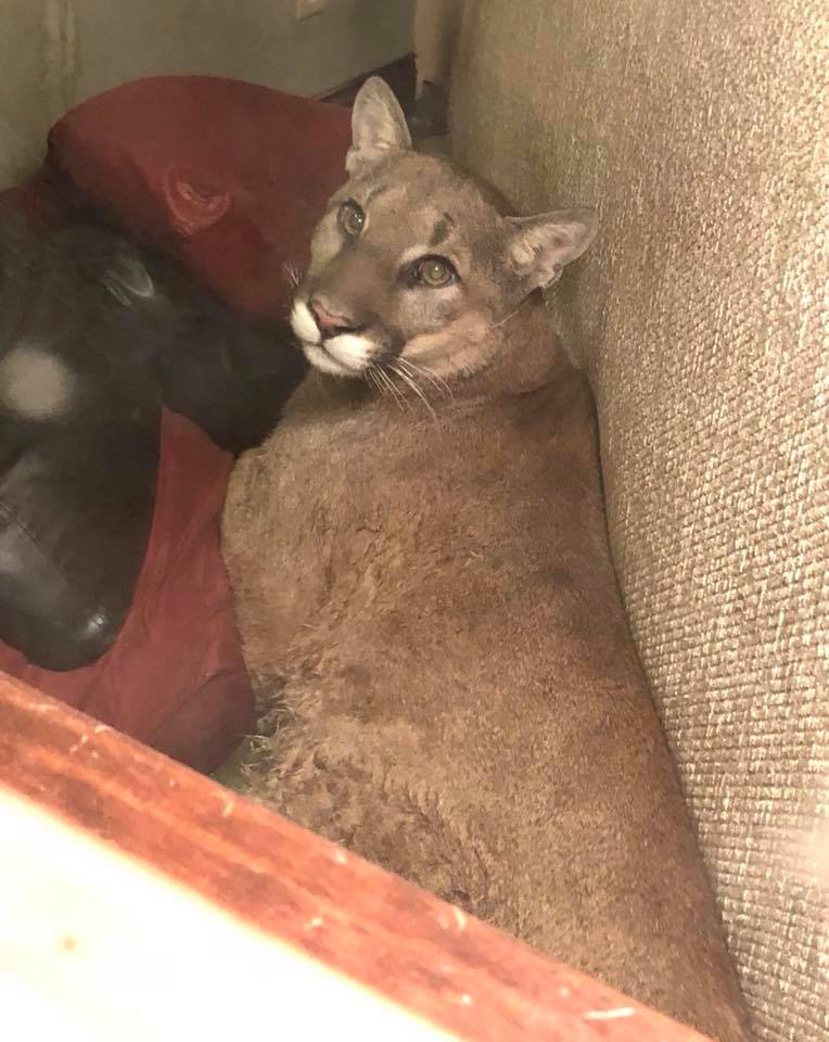 mountain lion, Oregon, chilling