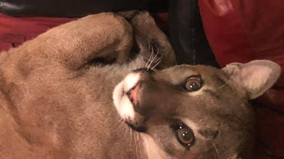mountain lion, Oregon, chilling
