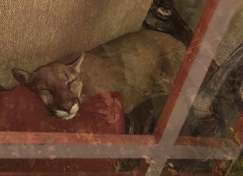 mountain lion, Oregon, chilling