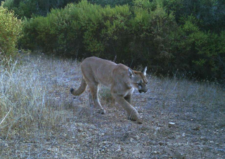 mountain lion, california