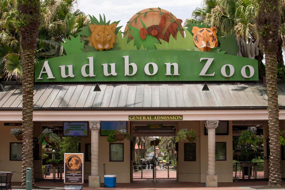 jaguar, escapes zoo