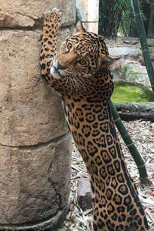 jaguar, escapes zoo